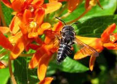 Coelioxys modestus