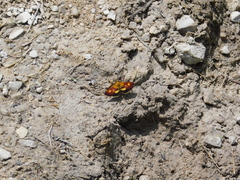 Pyrausta falcatalis