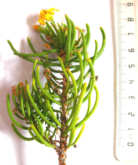 Euryops nodosus