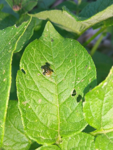 Helocassis clavata