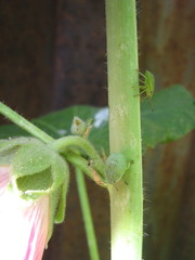Palomena prasina