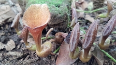 Aristolochia maxima
