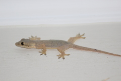 Hemidactylus platyurus