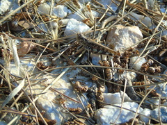 Dociostaurus maroccanus