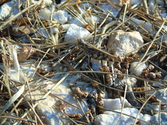 Dociostaurus maroccanus