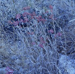 Helichrysum sanguineum