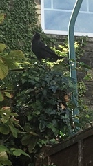Corvus monedula
