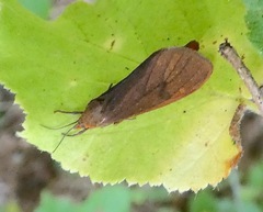 Virbia opella
