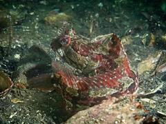 Neoclinus uninotatus