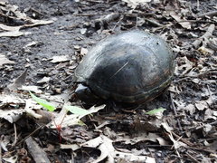 Kinosternon subrubrum hippocrepis