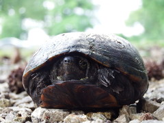 Kinosternon subrubrum hippocrepis