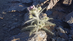 Carduus carlinoides