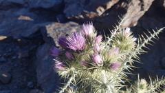 Carduus carlinoides