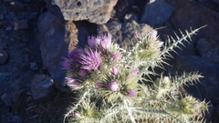 Carduus carlinoides