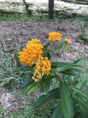 Asclepias tuberosa