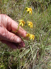 Dysodiopsis tagetoides