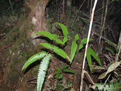 Dicranopteris linearis