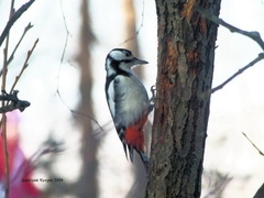 Dendrocopos major
