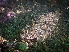 Citharichthys stigmaeus