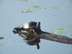 Chrysemys dorsalis