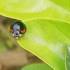 Cheilomenes sexmaculata