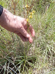 Dysodiopsis tagetoides