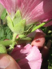 Palomena prasina
