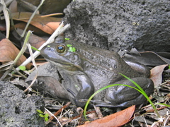 Lithobates montezumae