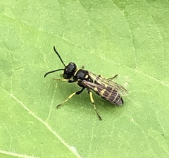 Aphilanthops frigidus