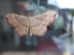 Idaea emarginata