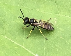 Aphilanthops frigidus