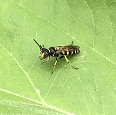 Aphilanthops frigidus