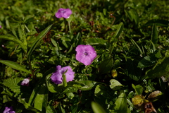 Dianthus alpinus