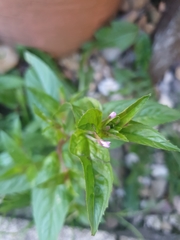 Epilobium ciliatum