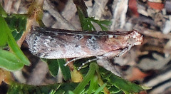Sciota rubrisparsella