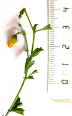 Hermannia cuneifolia