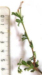 Hermannia cuneifolia