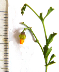 Hermannia cuneifolia