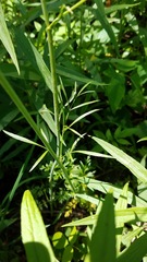 Perideridia americana