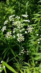 Perideridia americana