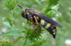 Bicyrtes capnopterus