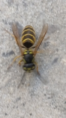 Vespula vulgaris