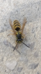 Vespula vulgaris