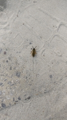 Vespula vulgaris