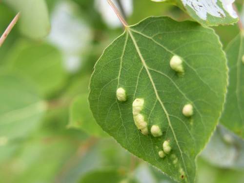 Phyllocoptes didelphis