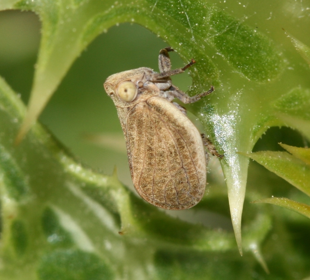 Yellow issid planthopper