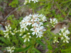 Sericocarpus linifolius