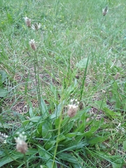 Plantago lanceolata