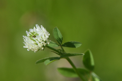 Trifolium alexandrinum