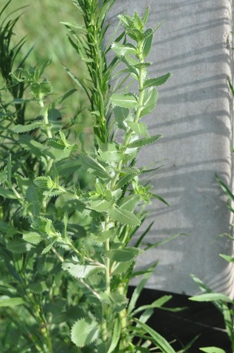 Spanish Gold (Grindelia ciliata)